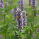 Exclusive 1oz Purple Giant Hyssop Seeds Blu Licorice Korean Mint Fragrant (90,000 Seeds)