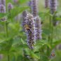 Exclusive 1oz Purple Giant Hyssop Seeds Blu Licorice Korean Mint Fragrant (90,000 Seeds)
