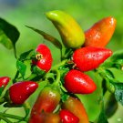 Best-Selling 1oz Fresno Chili Pepper Seeds Hot, NON-GMO, Heirloom (Approx 5000 Seeds)