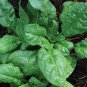 Top-Quality 500 America Spinach Seeds Heirloom - Premium Non-GMO, Open Pollinated, US Grown