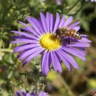 Limited Edition 1oz Prairie Aster Tahoka Daisy Seeds Violet Blue Purple (Apprx 25,000 Seeds)