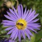 Limited Edition 1oz Prairie Aster Tahoka Daisy Seeds Violet Blue Purple (Apprx 25,000 Seeds)