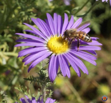 New Arrival 1000 Prairie Aster Tahoka Daisy Seeds Violet Blue Purple