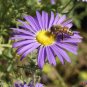 New Arrival 1000 Prairie Aster Tahoka Daisy Seeds Violet Blue Purple
