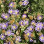 New Arrival 1000 Prairie Aster Tahoka Daisy Seeds Violet Blue Purple