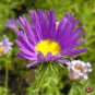New Arrival 1000 Prairie Aster Tahoka Daisy Seeds Violet Blue Purple