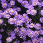 New Arrival 1000 Prairie Aster Tahoka Daisy Seeds Violet Blue Purple