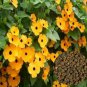 Top-Quality 1oz Black Eyed Susan Vine Seeds Thunbergia Alata Flower (Approx 1000 Seeds)