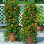 Top-Quality 1oz Black Eyed Susan Vine Seeds Thunbergia Alata Flower (Approx 1000 Seeds)
