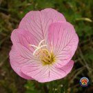 Top-Quality 1000 Evening Primrose Pink Ladies Flower Seeds Oenothera Speciosa
