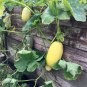 New Arrival 100 Spaghetti Squash Seeds Heirloom Vegetable