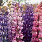 Premium 150 Russell Lupine Flower Seeds Lupinus polyphyllus Perennial