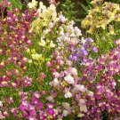 New Arrival 5000 Spurred Snapdragon Northern Lights Flower Seeds Linaria Maroccana