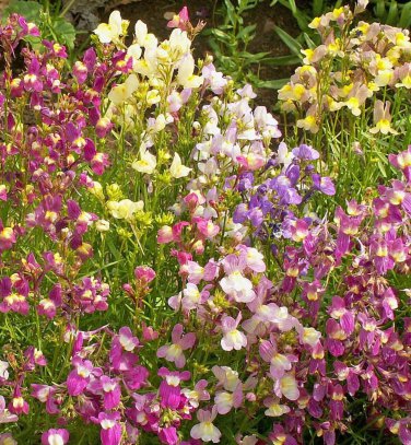 New Arrival 5000 Spurred Snapdragon Northern Lights Flower Seeds Linaria Maroccana