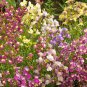 New Arrival 5000 Spurred Snapdragon Northern Lights Flower Seeds Linaria Maroccana