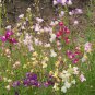 New Arrival 5000 Spurred Snapdragon Northern Lights Flower Seeds Linaria Maroccana