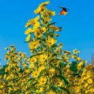 Top-Quality 1oz Maximilian Sunflower Seeds Helianthus Maximiliani (23,000 Seeds)