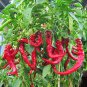 Premium 100 Jimmy Nardello Pepper Seeds, NON-GMO, Heirloom