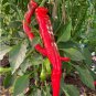 Premium 100 Jimmy Nardello Pepper Seeds, NON-GMO, Heirloom