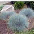 Best-Selling 1oz Blue Fescue Fesnea Glauca Ornamental Grass Seeds (42,000+ Seeds)