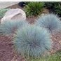 Best-Selling 1oz Blue Fescue Fesnea Glauca Ornamental Grass Seeds (42,000+ Seeds)