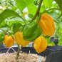 New Arrival 200 Habanero Pepper Seeds - Caribbean Yellow - Non-GMO, Heirloom