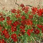Premium Red Dwarf Plains Coreopsis Tinctoria Wildflower Seeds
