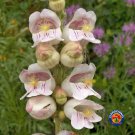 New Arrival 250 Penstemon Pink Palmers Palmeri Flower Seeds