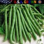 New Arrival 70 Blue Lake Pole Bean Heirloom Seeds Stringless Heirloom