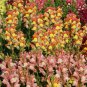 Best-Selling 1oz Snapdragon Flower Seeds Giant Tetra Mix Antirrhinum Majus (212,000+ Seeds)
