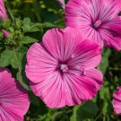 Exclusive Pink Tree Mallow Flower Lavatera trimestris 250 Seeds!