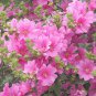 Exclusive Pink Tree Mallow Flower Lavatera trimestris 250 Seeds!