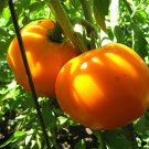 Exclusive 250 Golden Jubilee Heirloom Tomato Seeds - Non-GMO - Always Fresh Seeds!