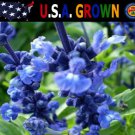 Top-Quality 250 Blue Bedder Sage Flower Seeds Salvia Farinacea