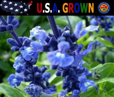 Top-Quality 250 Blue Bedder Sage Flower Seeds Salvia Farinacea