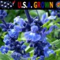 Top-Quality 250 Blue Bedder Sage Flower Seeds Salvia Farinacea