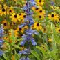 Top-Quality 250 Blue Bedder Sage Flower Seeds Salvia Farinacea