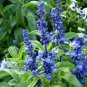 Top-Quality 250 Blue Bedder Sage Flower Seeds Salvia Farinacea