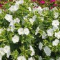 New Arrival 100 White Four O