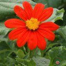 New Arrival 1oz Mexican Sunflower Tithonia Rotundifolia Flower Seeds (Approx 2750 Seeds)