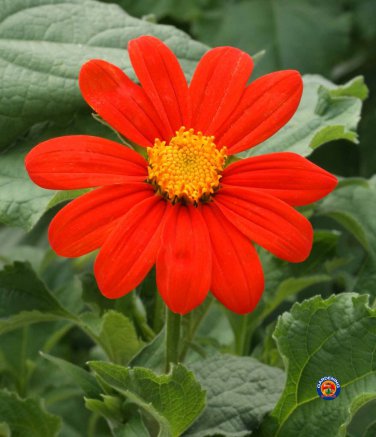 New Arrival 1oz Mexican Sunflower Tithonia Rotundifolia Flower Seeds (Approx 2750 Seeds)