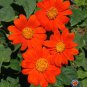 New Arrival 1oz Mexican Sunflower Tithonia Rotundifolia Flower Seeds (Approx 2750 Seeds)