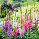 Exclusive 20,000 FOXGLOVE Flower Seeds Digitalis Purpurea Lady's Glove Mixed colors