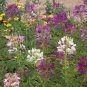 Top-Quality 1000 Spider Plant Flower Seeds Cleome hassleriana