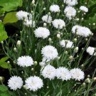 New Arrival 500 Tall White Bachelor Button Cornflower Flower Seeds