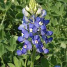 Top-Quality 50 Texas Bluebonnet Flower Seeds Lupinus texensis Bluebonnets