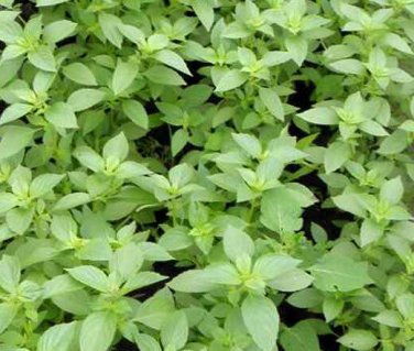 Best-Selling 1oz Lemon Basil Seeds Culinary Garden Herb Heirloom (Approx 21,000 Seeds)