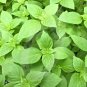 Best-Selling 1oz Lemon Basil Seeds Culinary Garden Herb Heirloom (Approx 21,000 Seeds)