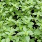 Limited Edition 1000 Lemon Basil Seeds Culinary Garden Herb Heirloom