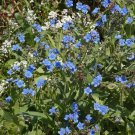 Limited Edition 500 Blue Chinese Forget Me Not hound's tongue Flower Seeds